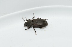 Gonocephalum rusticum