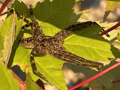 Dolomedes scriptus