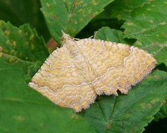 Camptogramma bilineata
