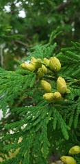 Thuja occidentalis