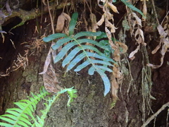 Polypodium scouleri