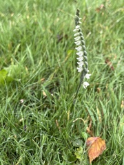 Spiranthes spiralis