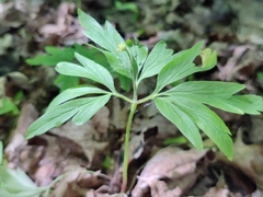 Anemonoides ranunculoides