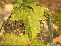 Dolomedes scriptus