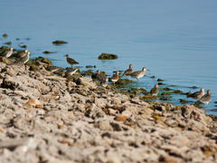 Calidris pugnax
