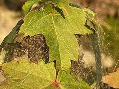 Dolomedes scriptus