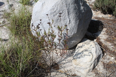 Crassula subulata subulata