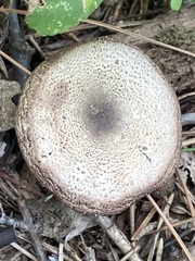 Agaricus