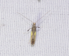 Caloptilia