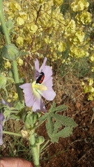 Mylabris quadripunctata