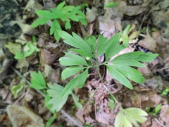 Anemonoides ranunculoides