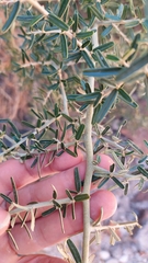 Atamisquea emarginata