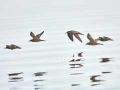 Calidris pugnax