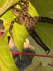 Dolomedes scriptus