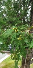 Thuja occidentalis