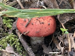 Russula
