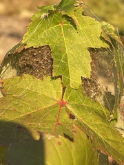 Dolomedes scriptus