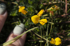 Lotus corniculatus