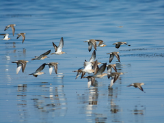 Calidris pugnax