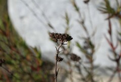 Crassula subulata subulata