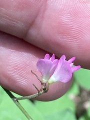 Hylodesmum