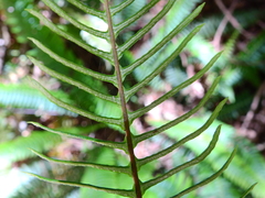 Struthiopteris spicant