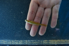 Etheostoma chlorosoma