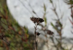 Crassula subulata subulata
