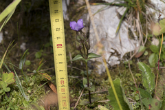 Gentianella campestris