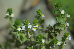 Euphrasia