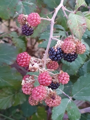 Rubus ulmifolius image