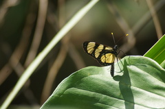Methona themisto