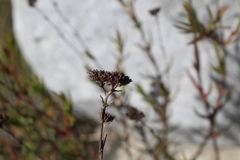 Crassula subulata subulata