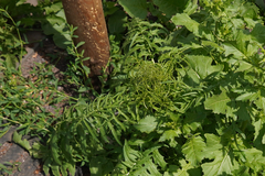 Sisymbrium altissimum