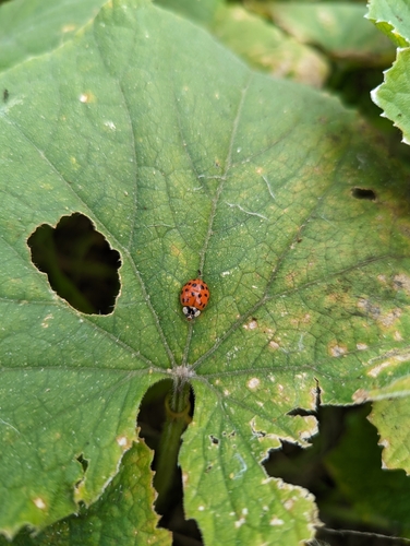 Asian Lady Beetle photographed in Iowa