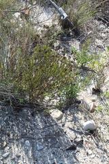 Crassula subulata subulata