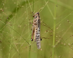 Schistocerca americana