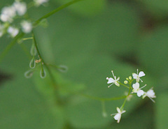 Circaea