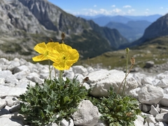 Papaver alpinum