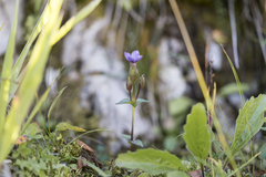 Gentianella campestris