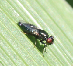 Physiphora