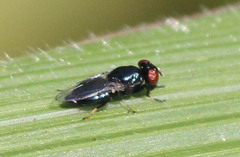 Physiphora