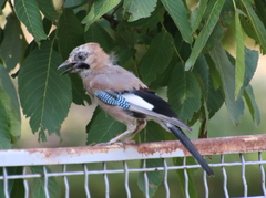Garrulus glandarius