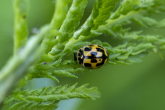 Propylea quatuordecimpunctata