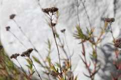 Crassula subulata subulata