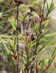 Crassula subulata subulata