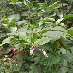 Monnina