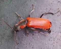 Anthocomus rufus