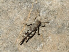 Oedipoda germanica