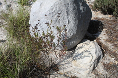 Crassula subulata subulata